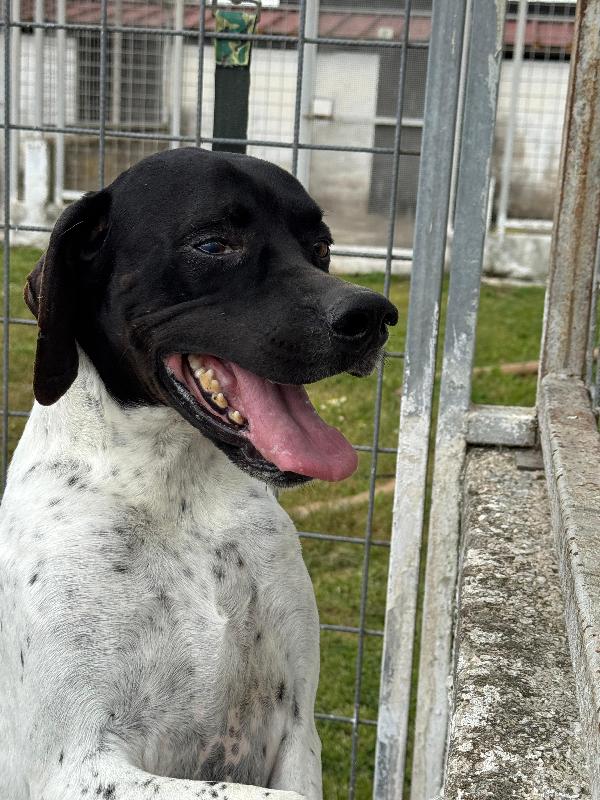 RAZZO - simil pointer di 5 anni Foto 6